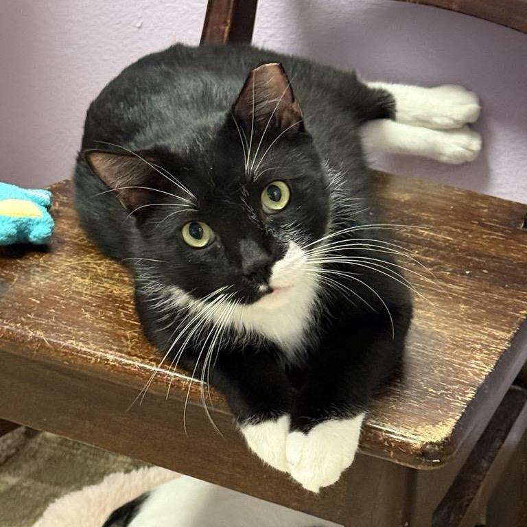 Tramp, Adoptable, Adult Male Domestic Short Hair.