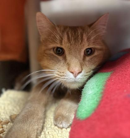 Enlarge Tom, a ADOPTABLE Domestic Short Hair in Missoula, MT image 1/2