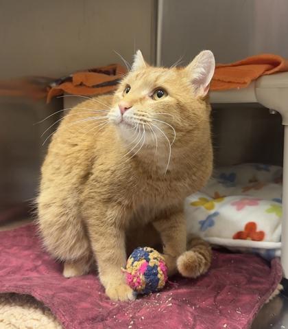 Enlarge Tom, a ADOPTABLE Domestic Short Hair in Missoula, MT image 2/2