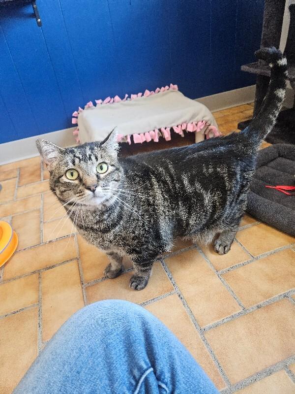 Jemma, a Adoptable Domestic Short Hair in Yankton, SD image 2/2