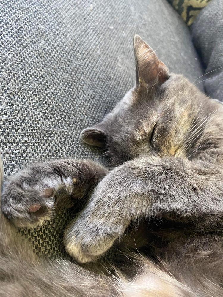 Hazel, Adoptable, Kitten Female Domestic Short Hair.