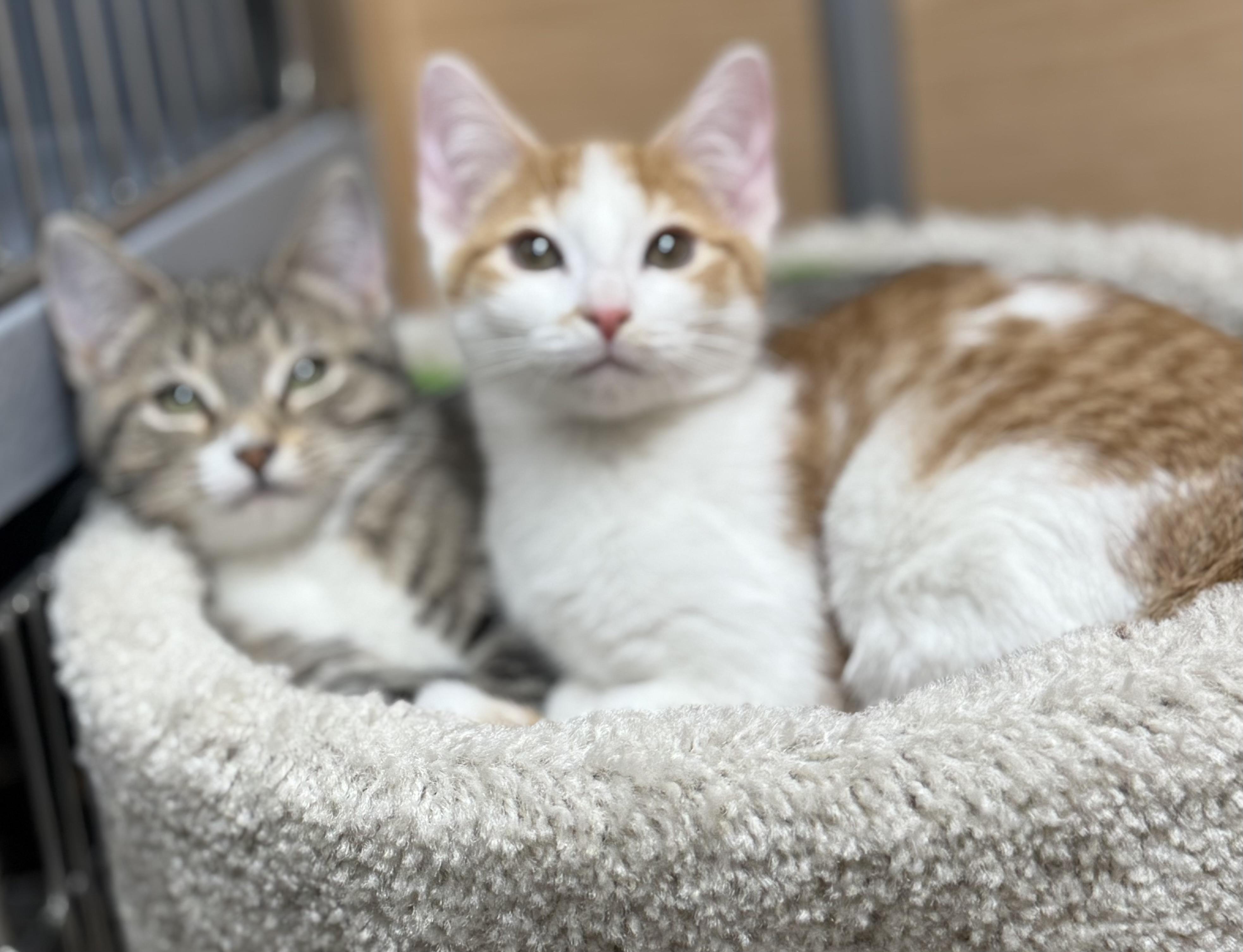 Nash and Kiki, an adopted Domestic Short Hair in Salem, NH image 1/2