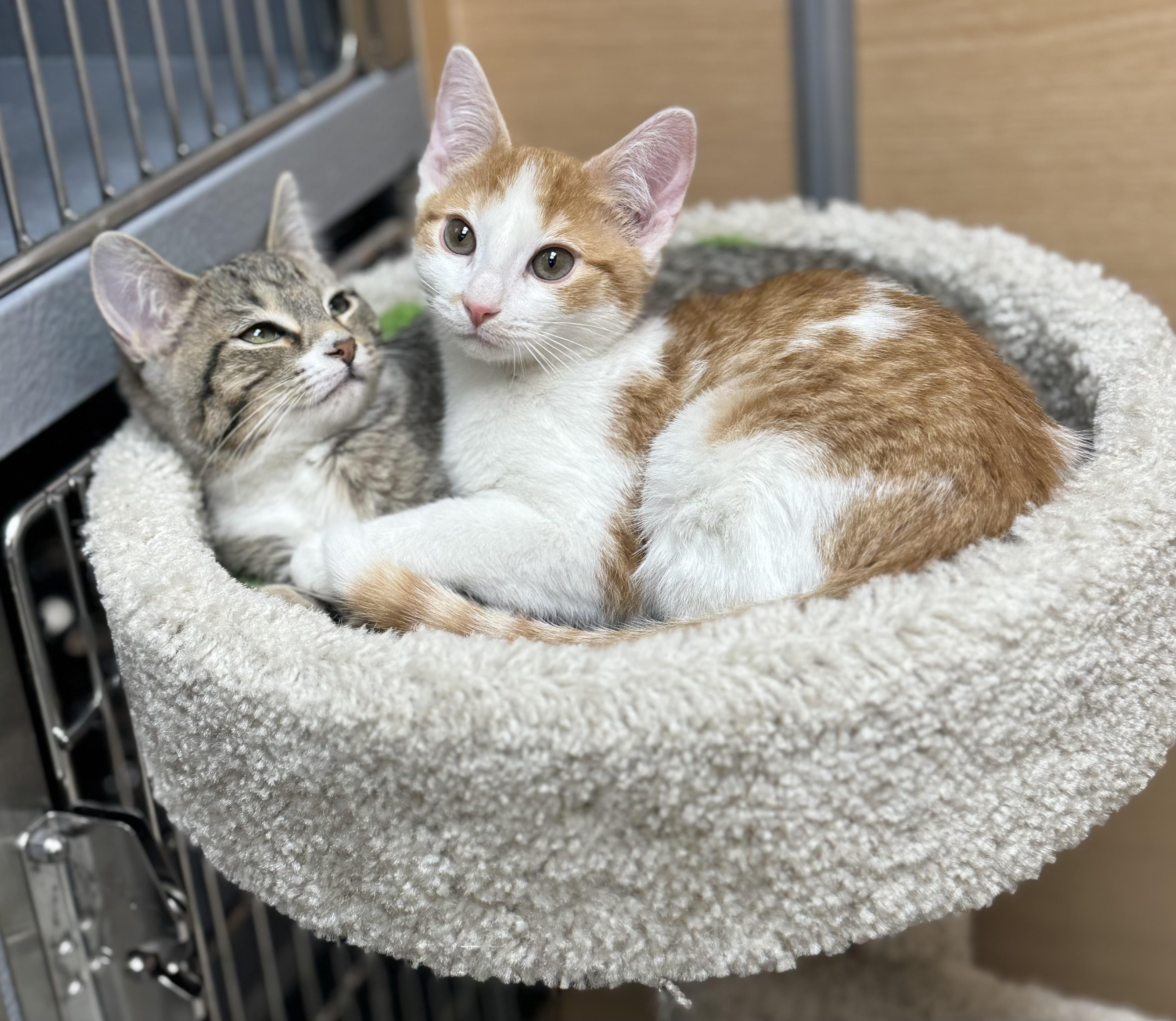 Nash and Kiki, an adopted Domestic Short Hair in Salem, NH image 2/2