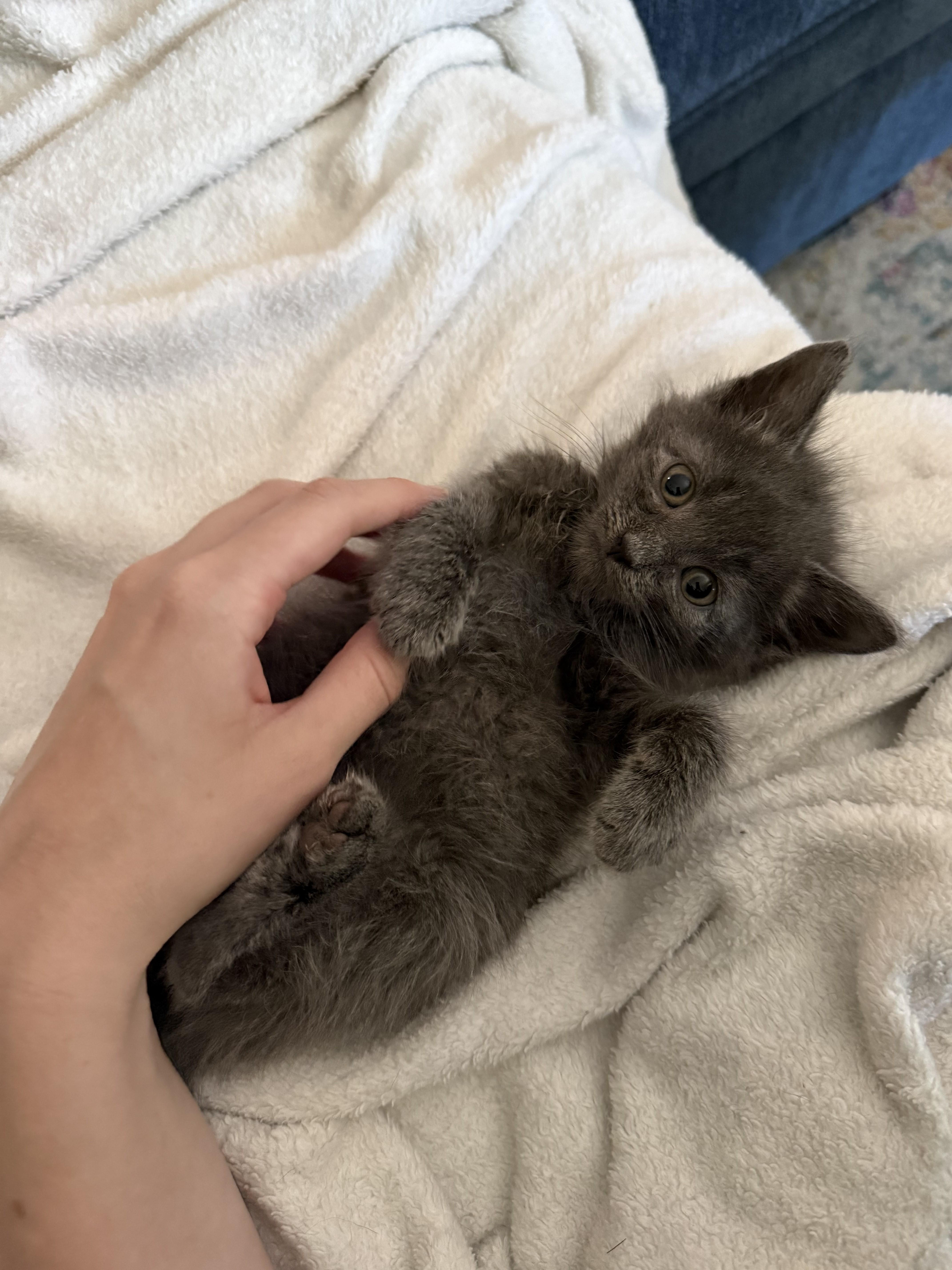 Enlarge Plymouth-Precious Grey Kitten-Coming Soon, a Adoptable Domestic Short Hair in Laurel, MD image 2/3