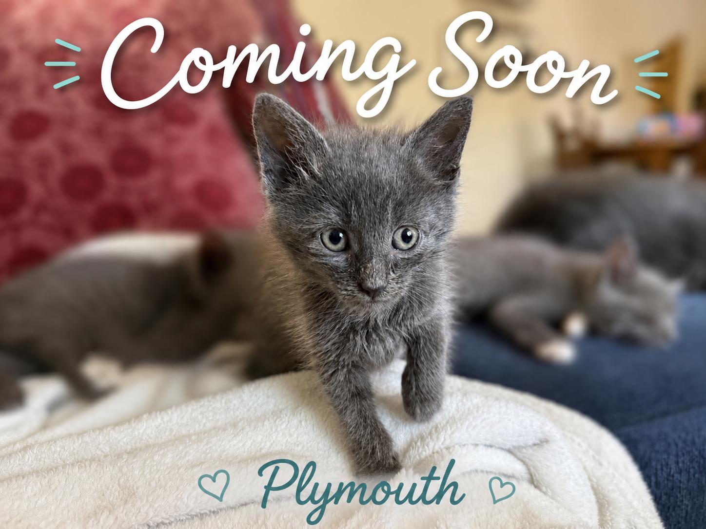 Plymouth-Precious Grey Kitten-Coming Soon, Adoptable, Kitten Male Domestic Short Hair.
