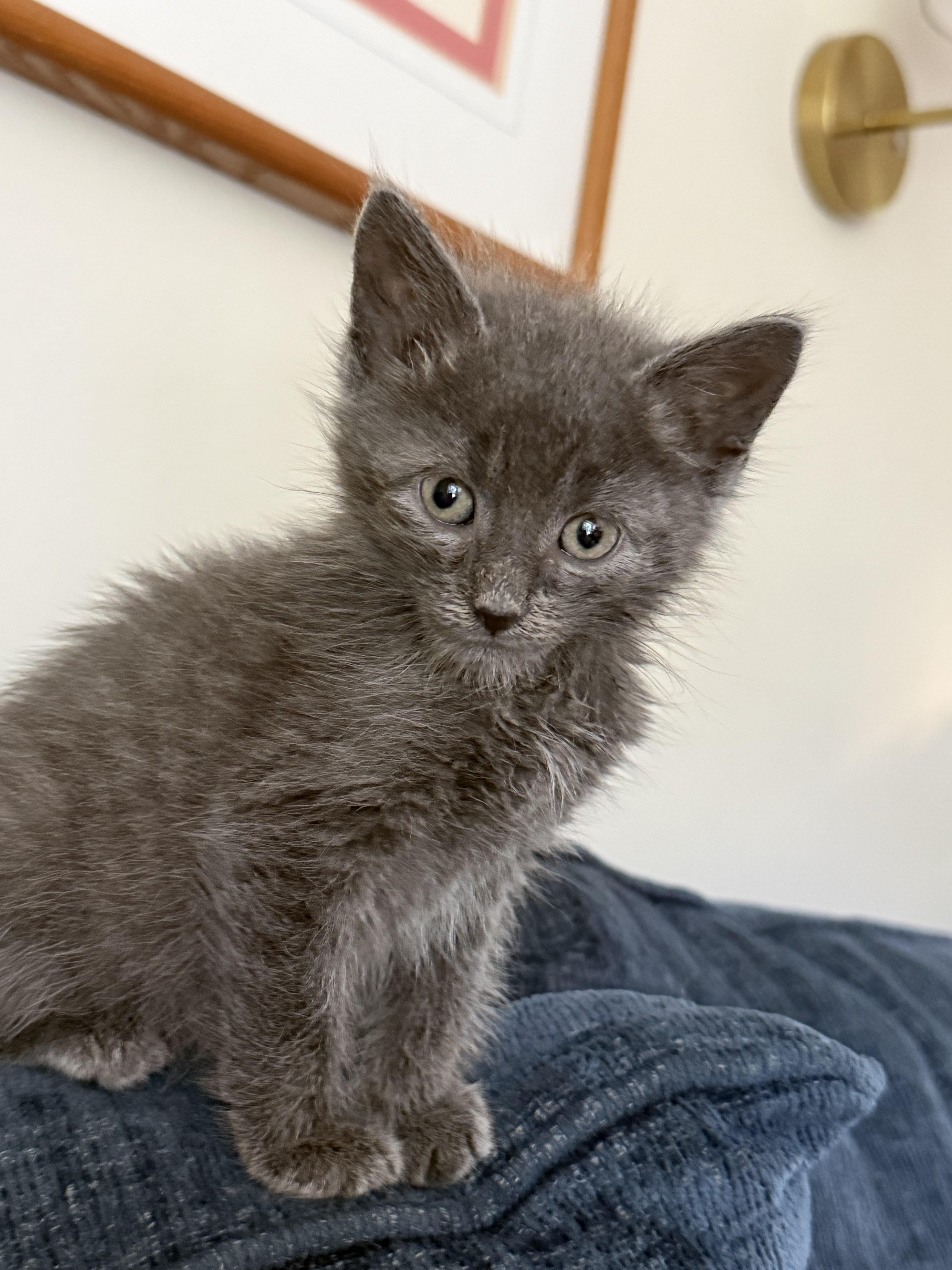 Enlarge Plymouth-Precious Grey Kitten-Coming Soon, a Adoptable Domestic Short Hair in Laurel, MD image 3/3