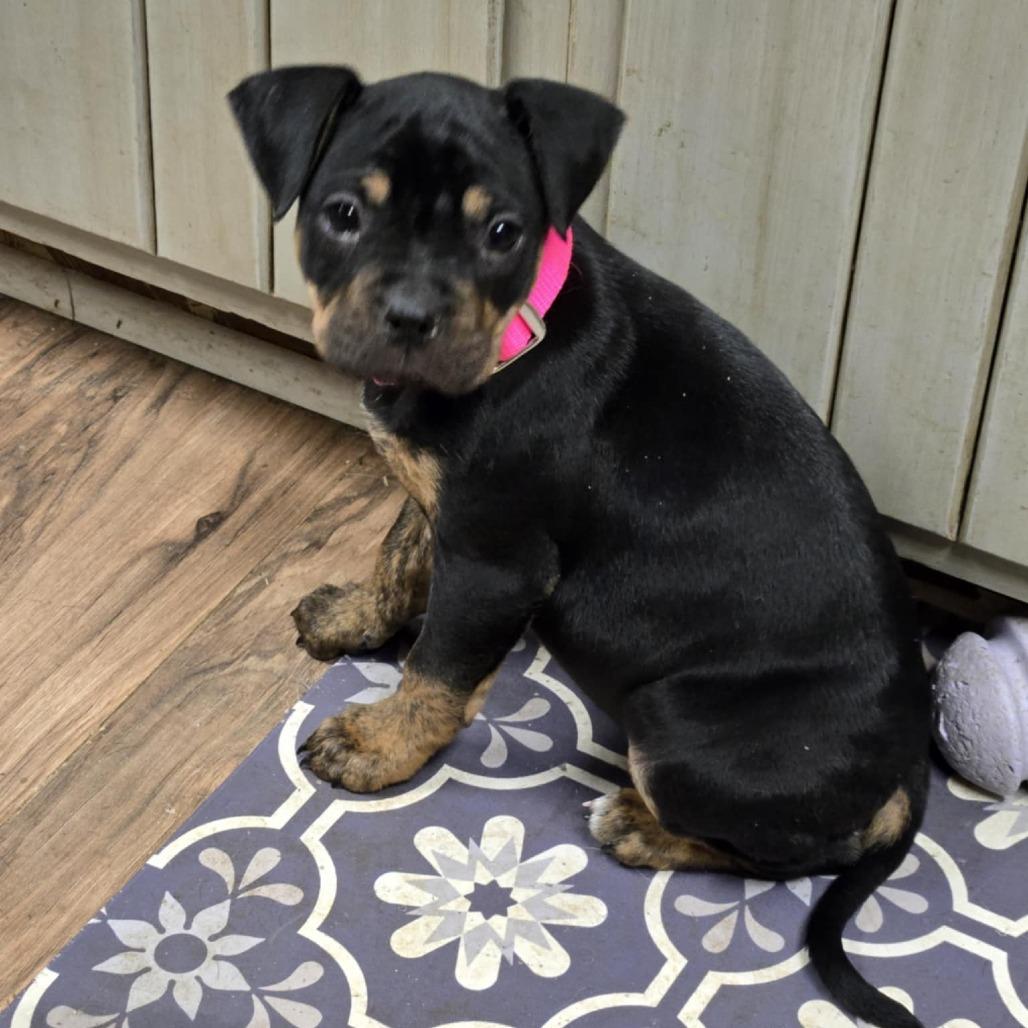 Everest, Adoptable, Puppy Female Mixed Breed.