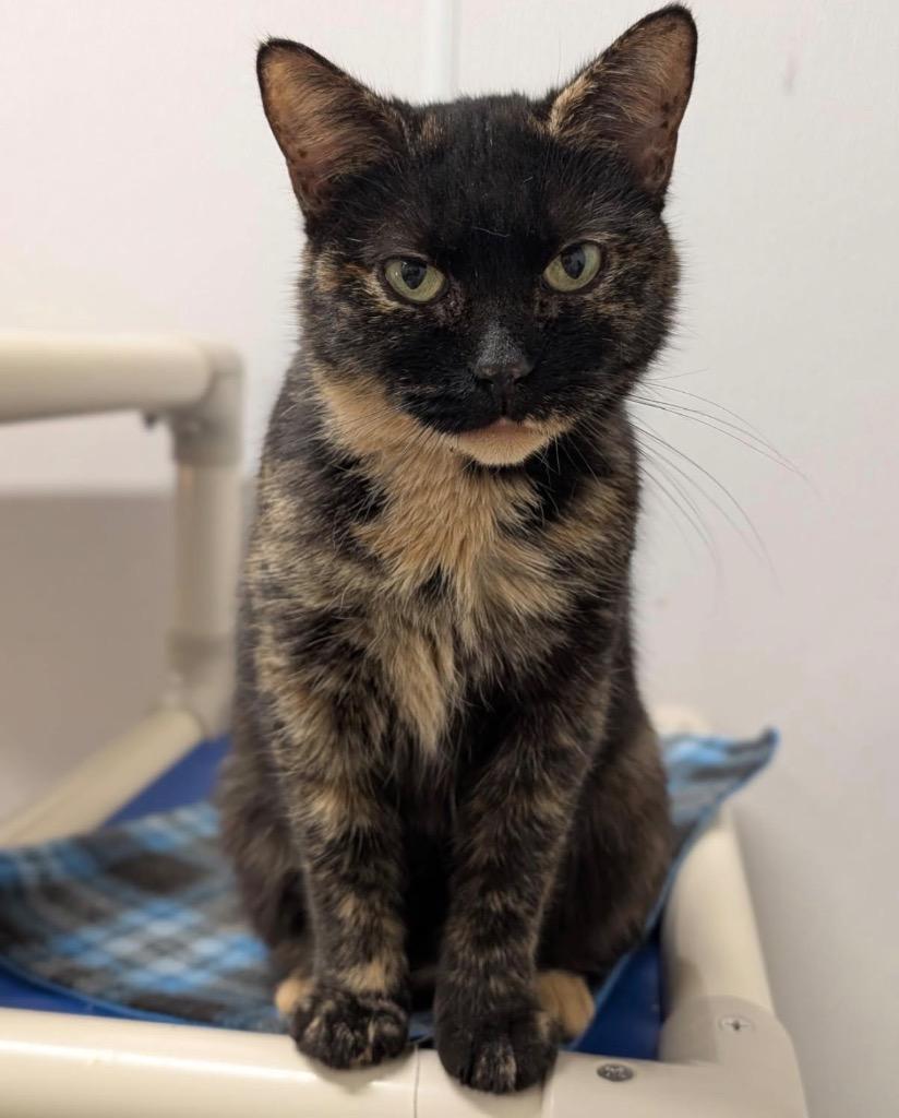 Enlarge Esme, a Adoptable mixed breed in Defiance, OH image 1/6