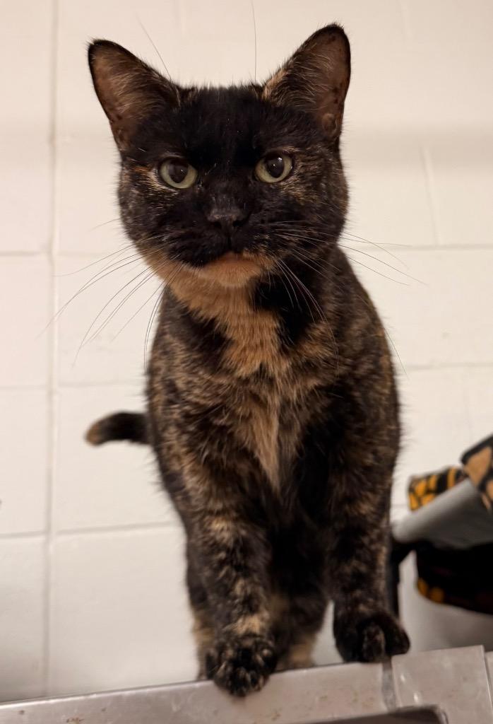 Enlarge Esme, a Adoptable mixed breed in Defiance, OH image 3/6