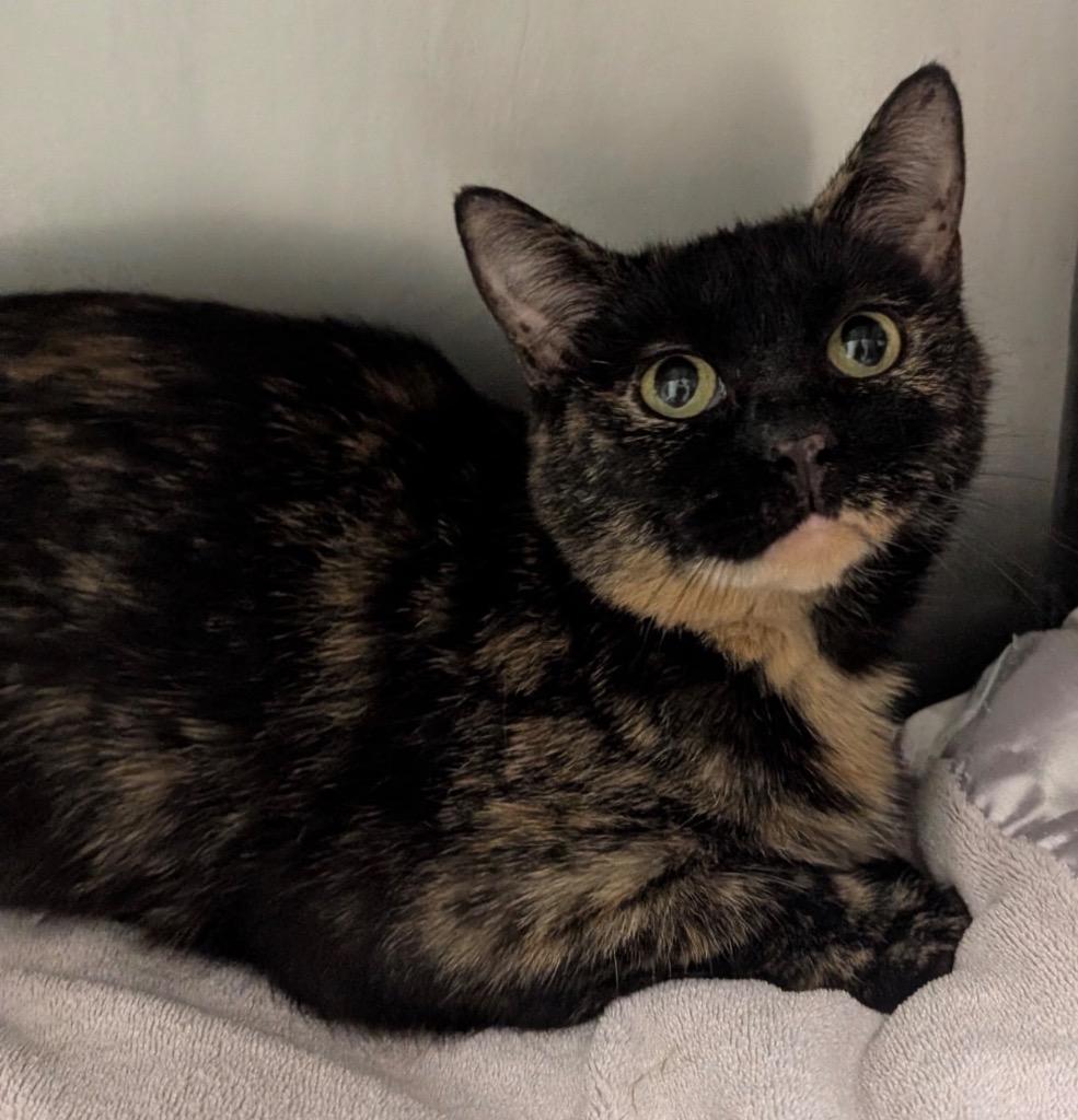 Enlarge Esme, a Adoptable mixed breed in Defiance, OH image 4/6