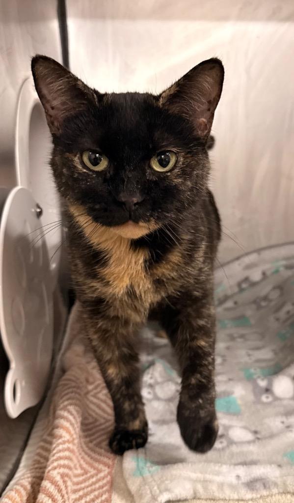 Enlarge Esme, a Adoptable mixed breed in Defiance, OH image 5/6