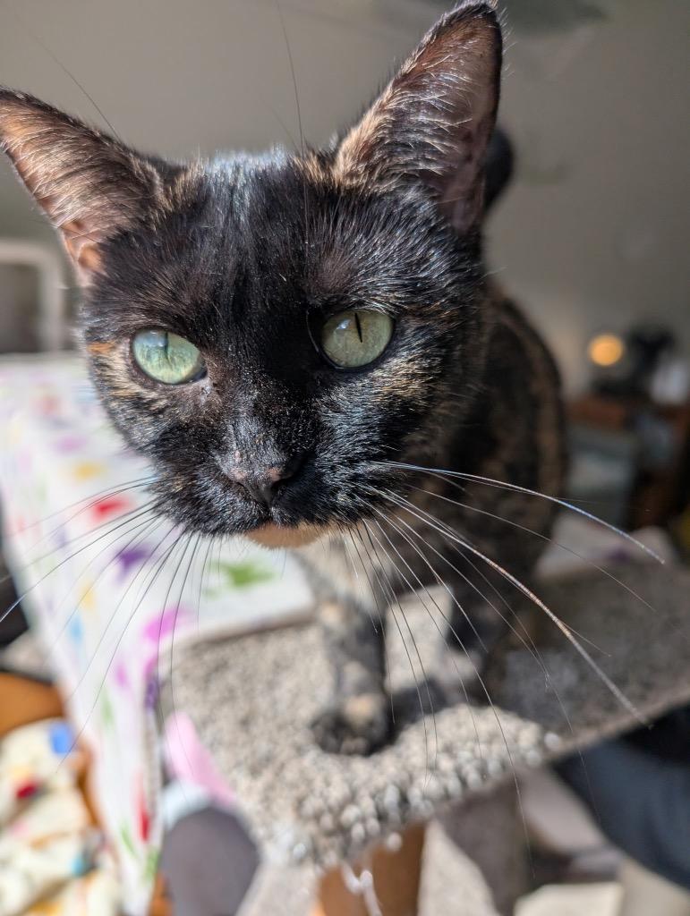 Enlarge Esme, a Adoptable mixed breed in Defiance, OH image 6/6