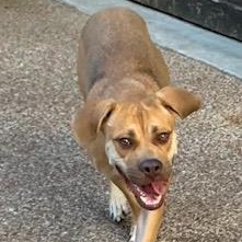 Vanilla, a Adoptable mixed breed in Hamel, IL image 5/6