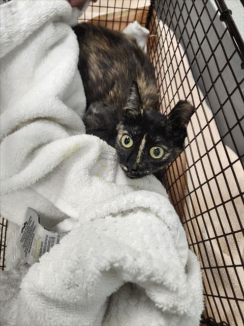 Enlarge SHELLY, a Adoptable Domestic Short Hair in Loveland, CO image 1/1