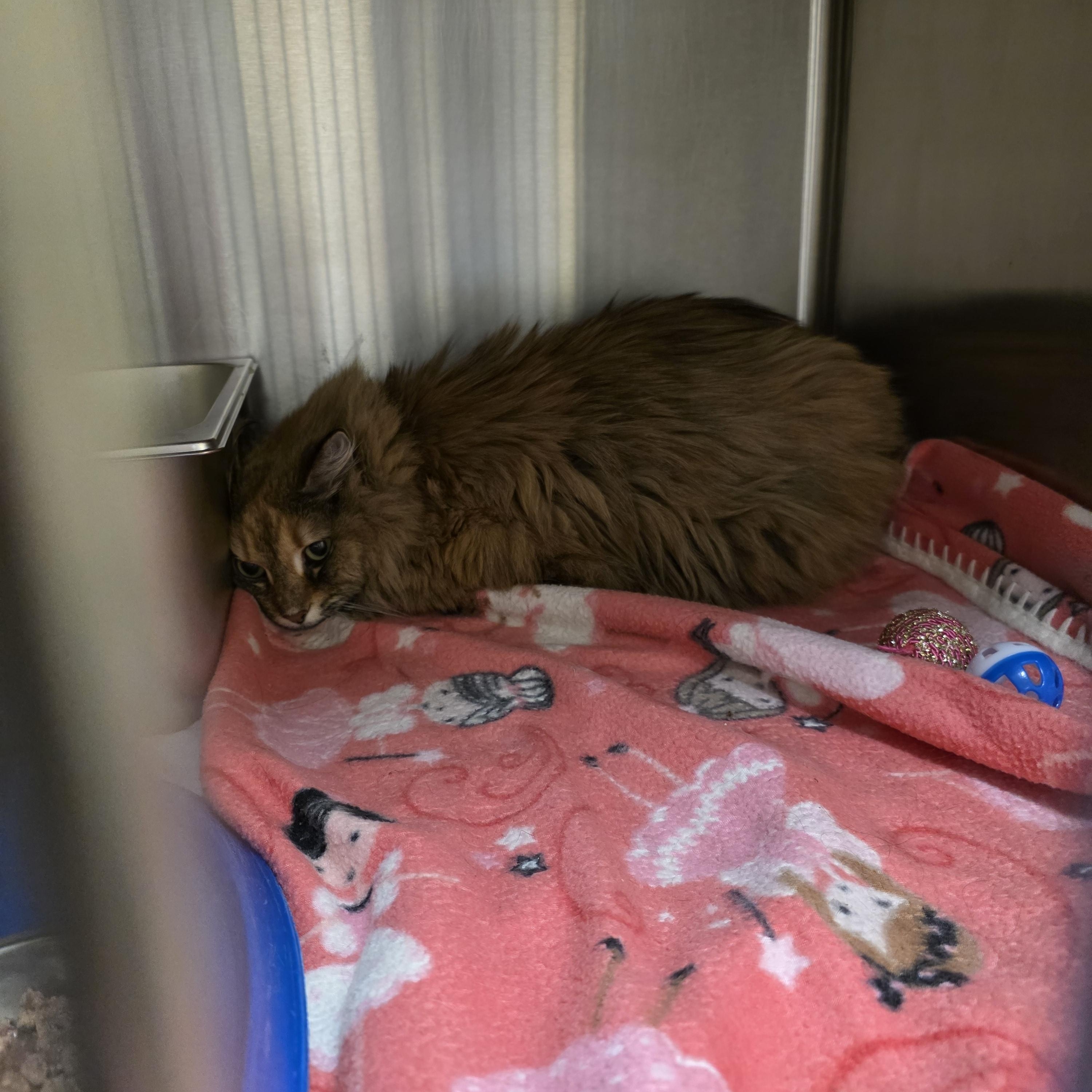 Enlarge Fern, an adopted Domestic Medium Hair in Renfrew, PA image 1/1