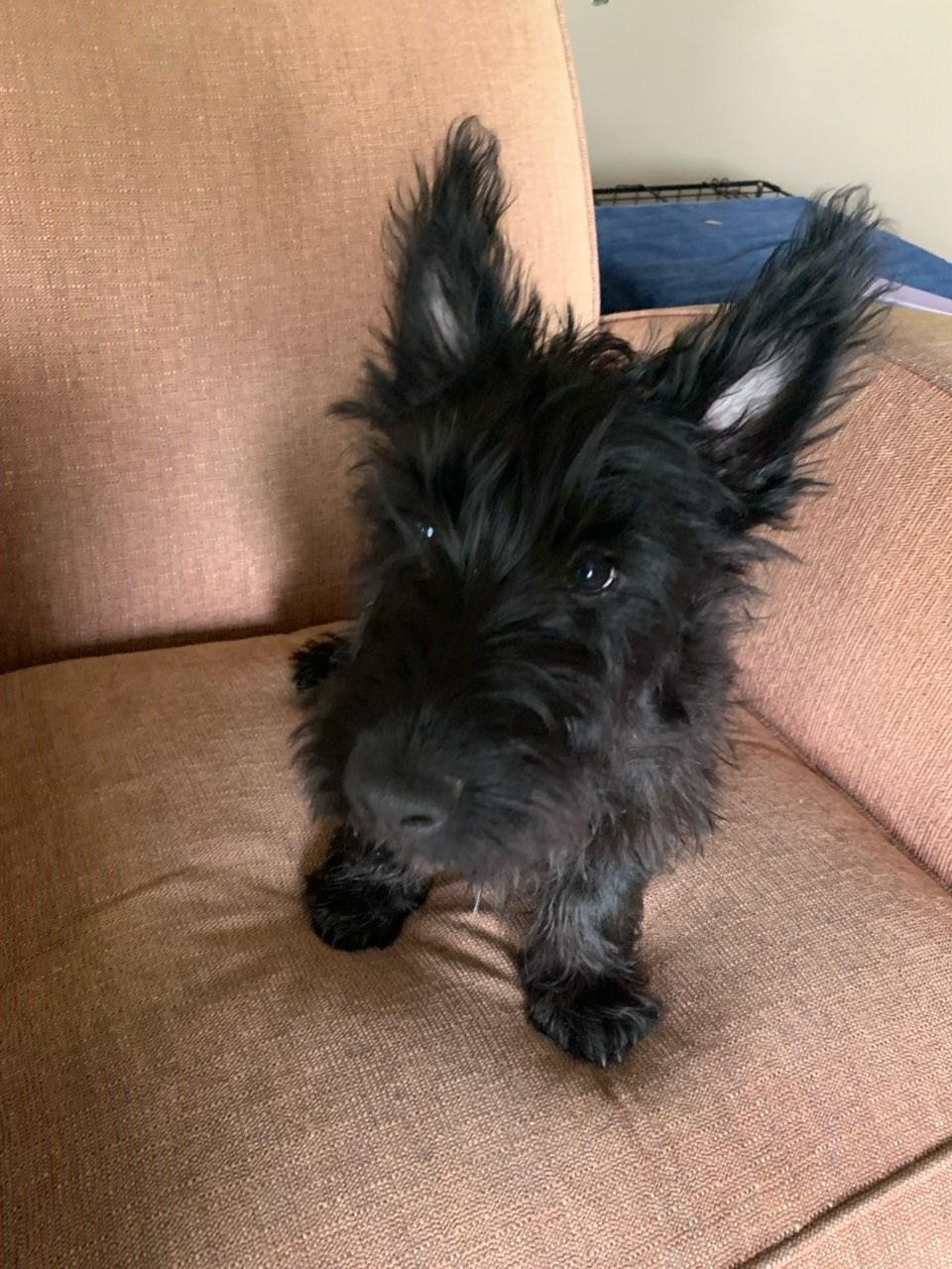 Hugh aka Connor, Adopted, Puppy Male Scottish Terrier.