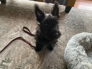 Enlarge Hugh aka Connor, a Adopted Scottish Terrier in Tyndall, SD image 2/3