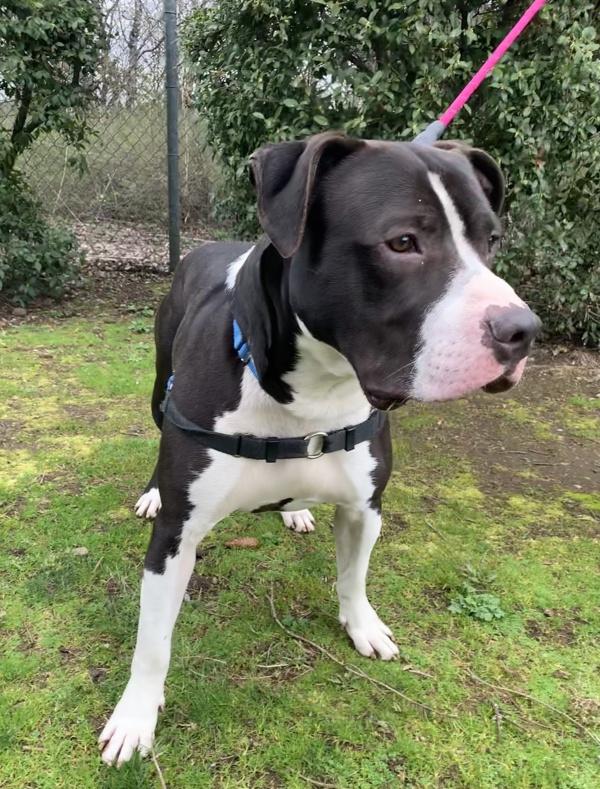 Enlarge Hubba, a Adoptable mixed breed in Vancouver, WA image 1/1