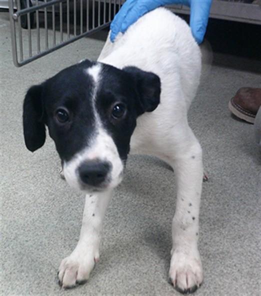 BROOK, Adoptable, Puppy Male Staffordshire Bull Terrier & Mixed Breed.
