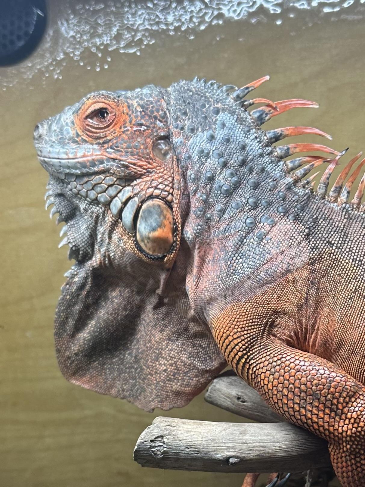 Syrax, a Adoptable Iguana in Riverside, CA image 5/6