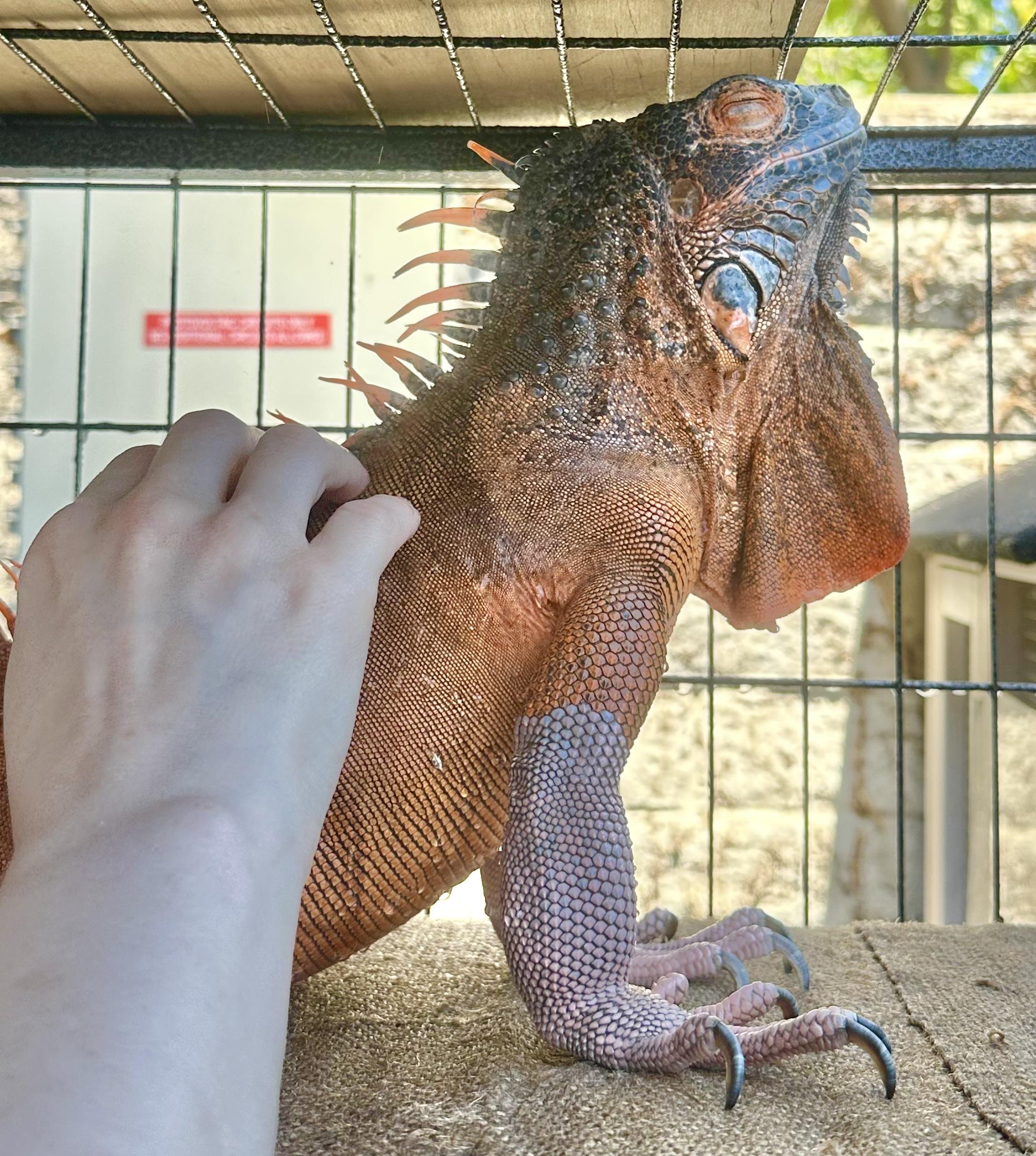 Syrax, a Adoptable Iguana in Riverside, CA image 6/6