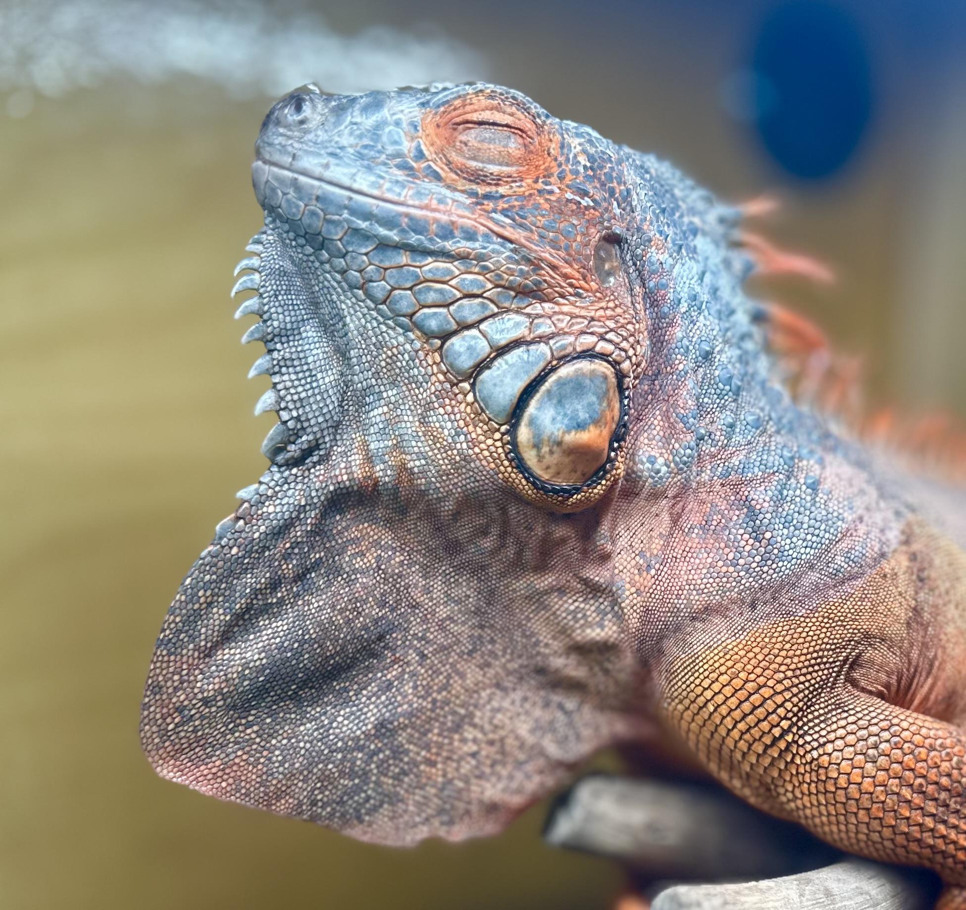 Syrax, a Adoptable Iguana in Riverside, CA image 1/6