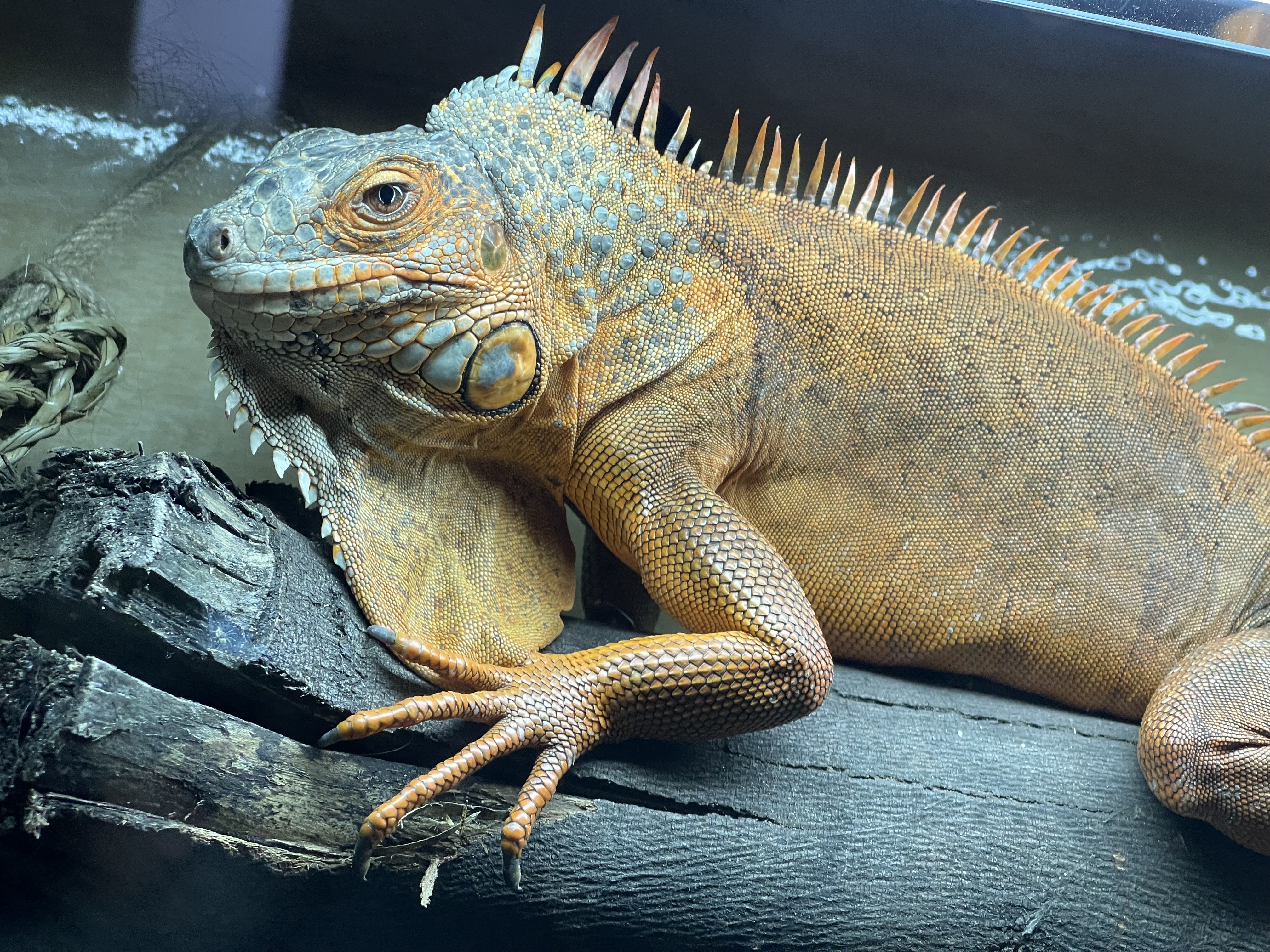 Syrax, a Adoptable Iguana in Riverside, CA image 3/6