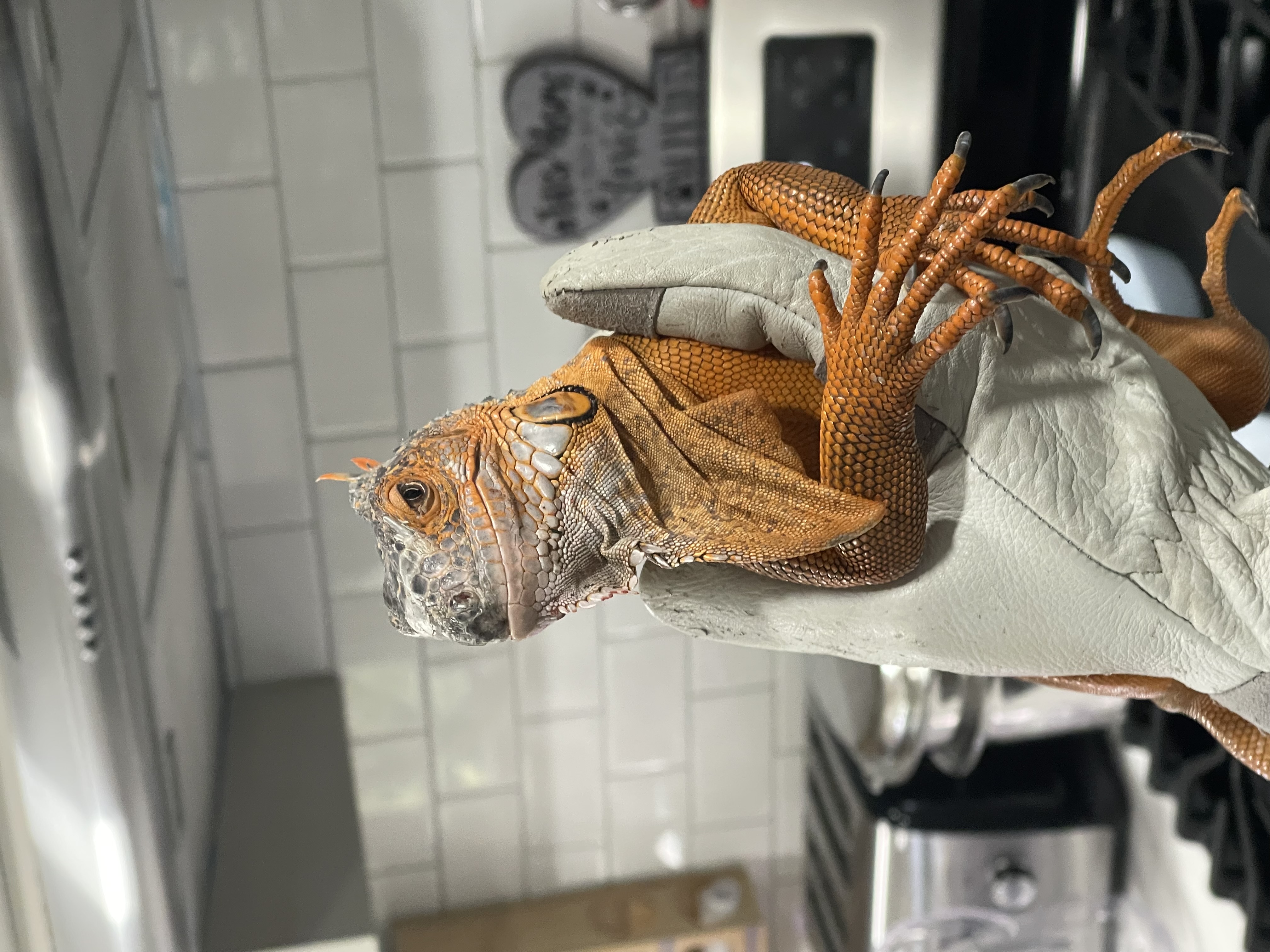 Syrax, a Adoptable Iguana in Riverside, CA image 4/6