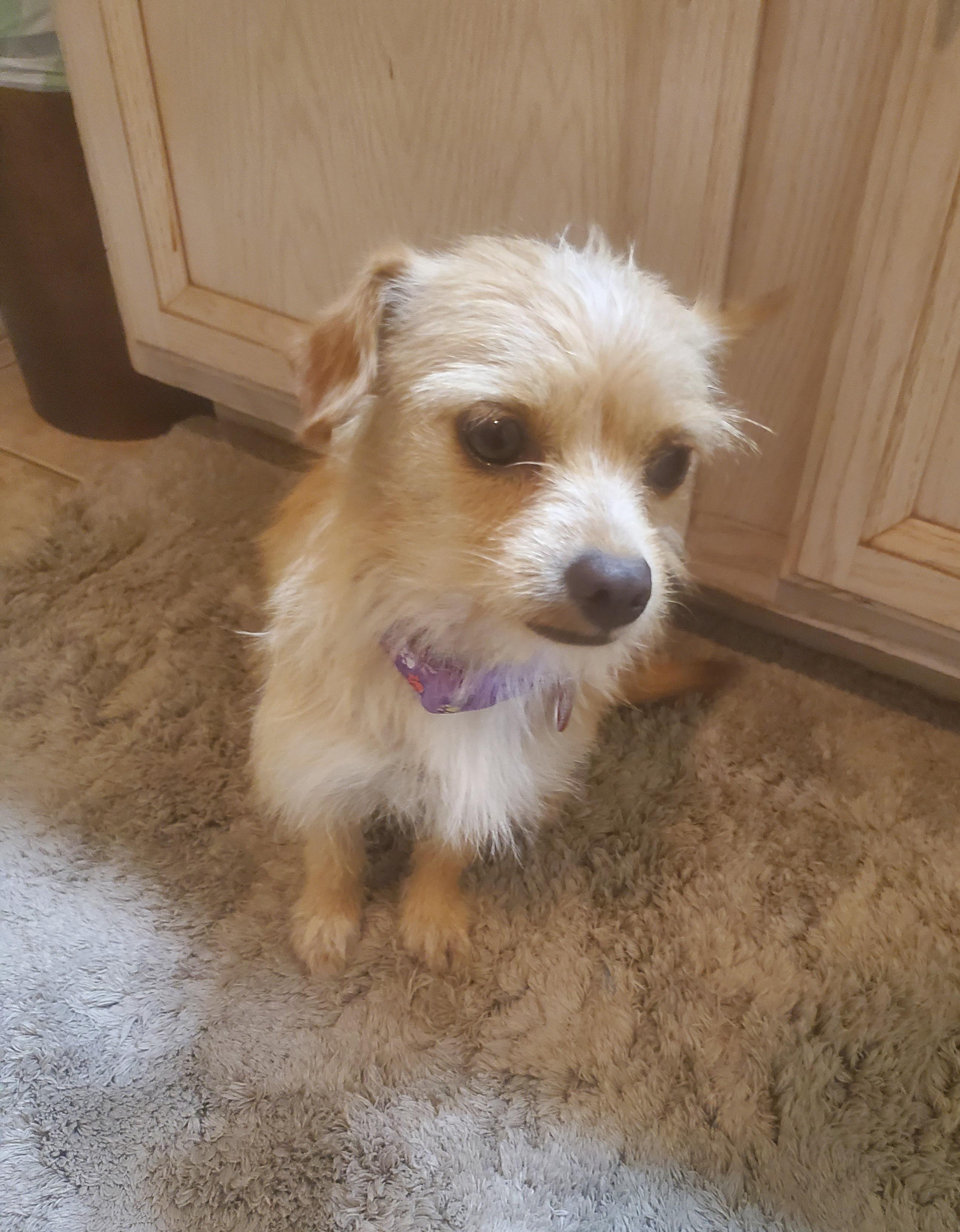 Cece, Adopted, Young Female Terrier & Chihuahua.
