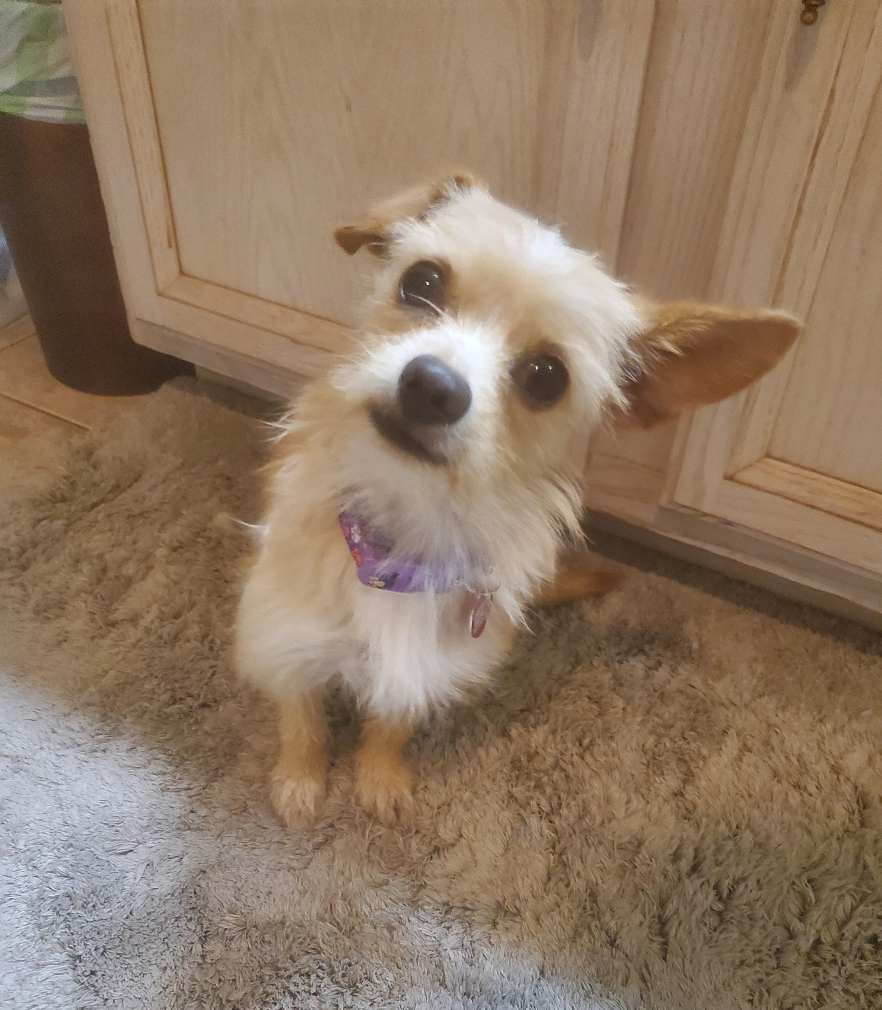 Enlarge Cece, a Adopted mixed breed in Cave Creek, AZ image 2/2