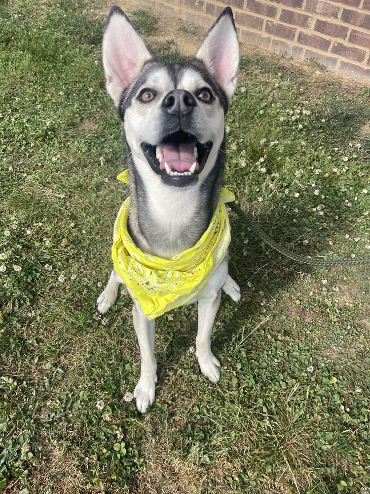 Lennox, Adoptable, Adult Male Husky.