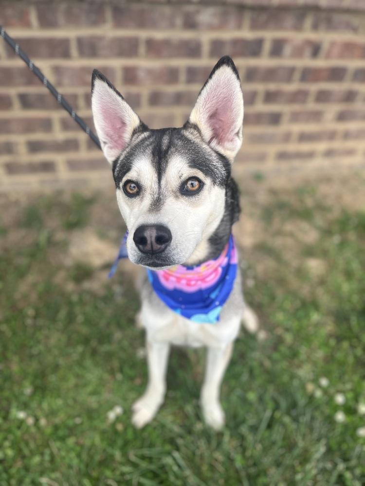 Enlarge Lennox, a Adoptable mixed breed in Dickson, TN image 2/2