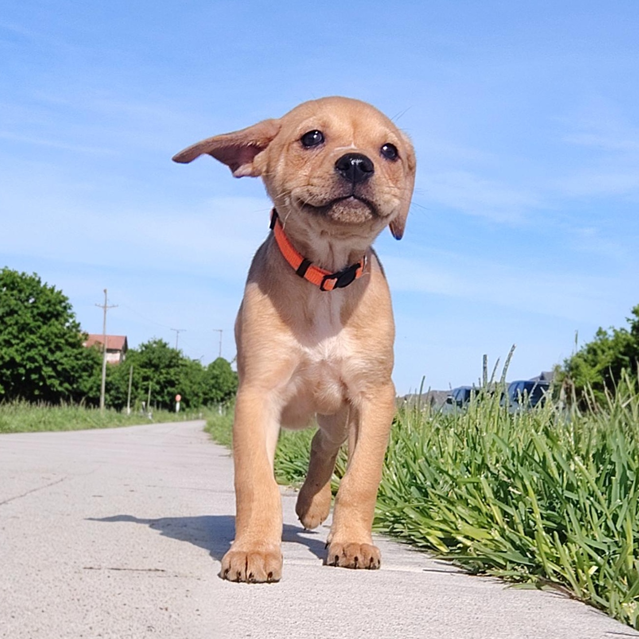 Boyd, Adoptable, Puppy Male Labrador Retriever & Terrier.