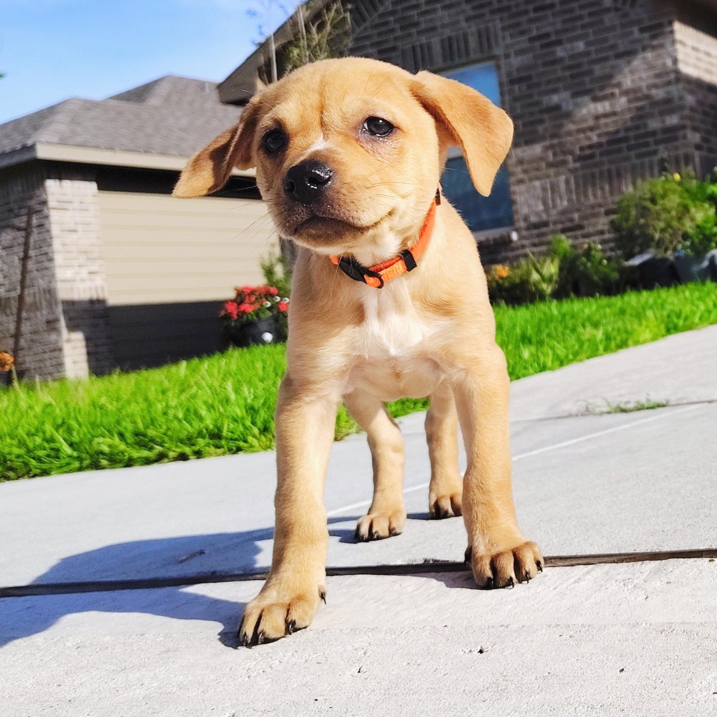 Enlarge Boyd, a Adoptable mixed breed in Dayton, OH image 5/6