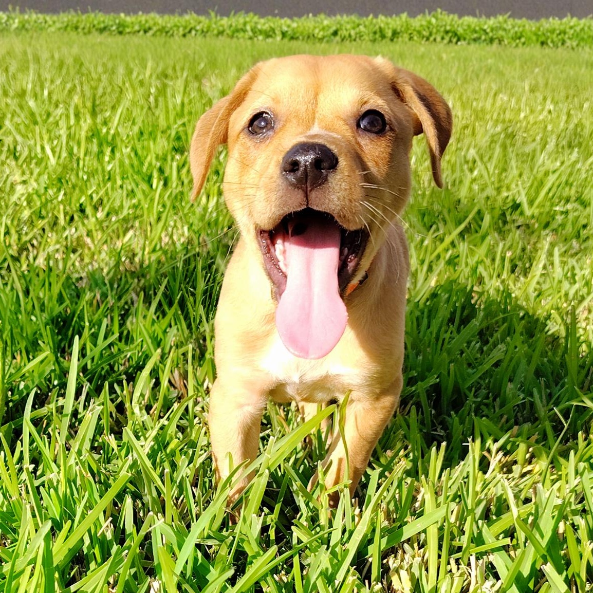Enlarge Boyd, a Adoptable mixed breed in Dayton, OH image 4/6