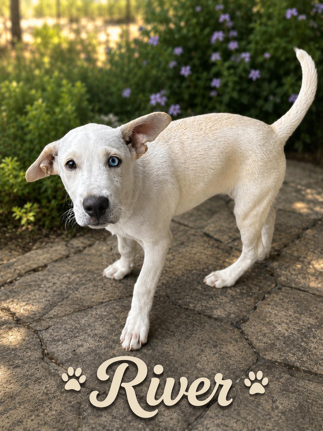 Enlarge River, a ADOPTABLE mixed breed in Hortense, GA image 1/1
