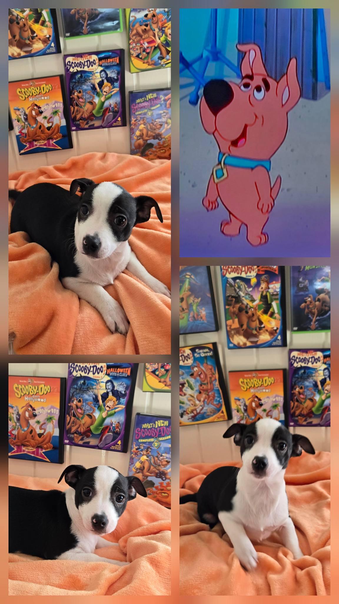 Enlarge Scrappy, an adopted mixed breed in Oakdale, CA image 1/1