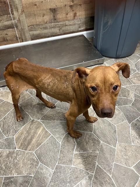 HARMONY, Adoptable, Adult Female American Staffordshire Terrier & Mixed Breed.