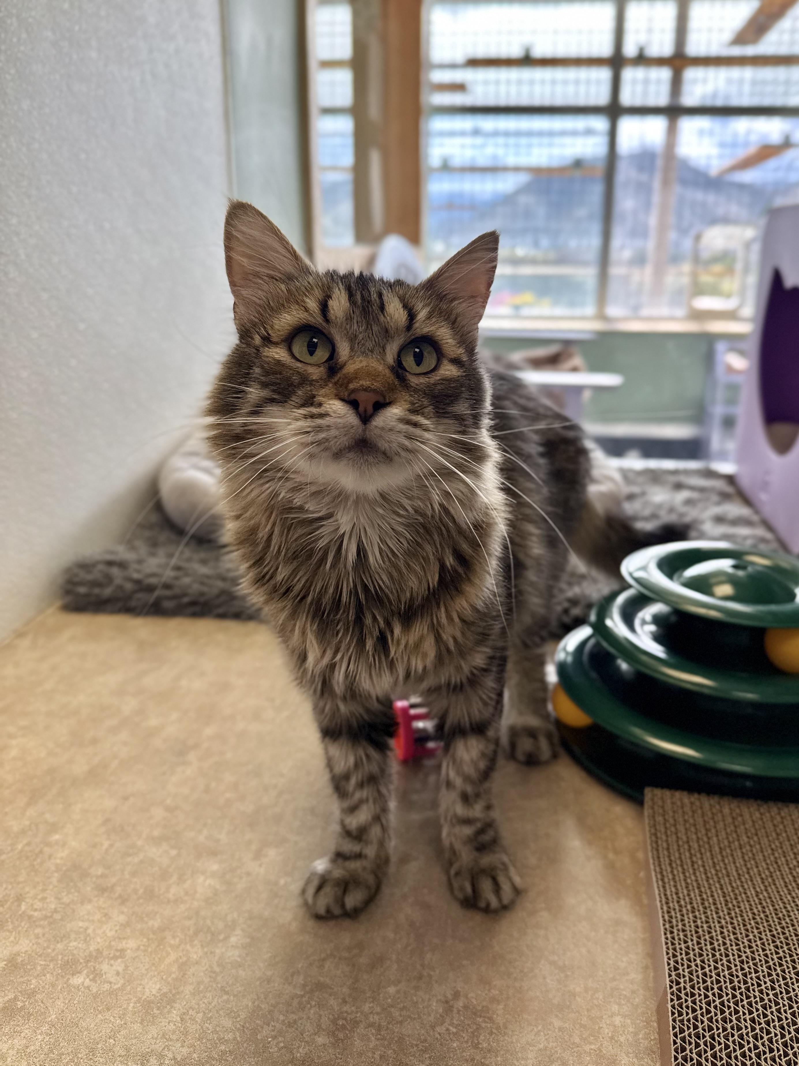 Enlarge Tiger, a Adoptable mixed breed in Eagle, CO image 6/6