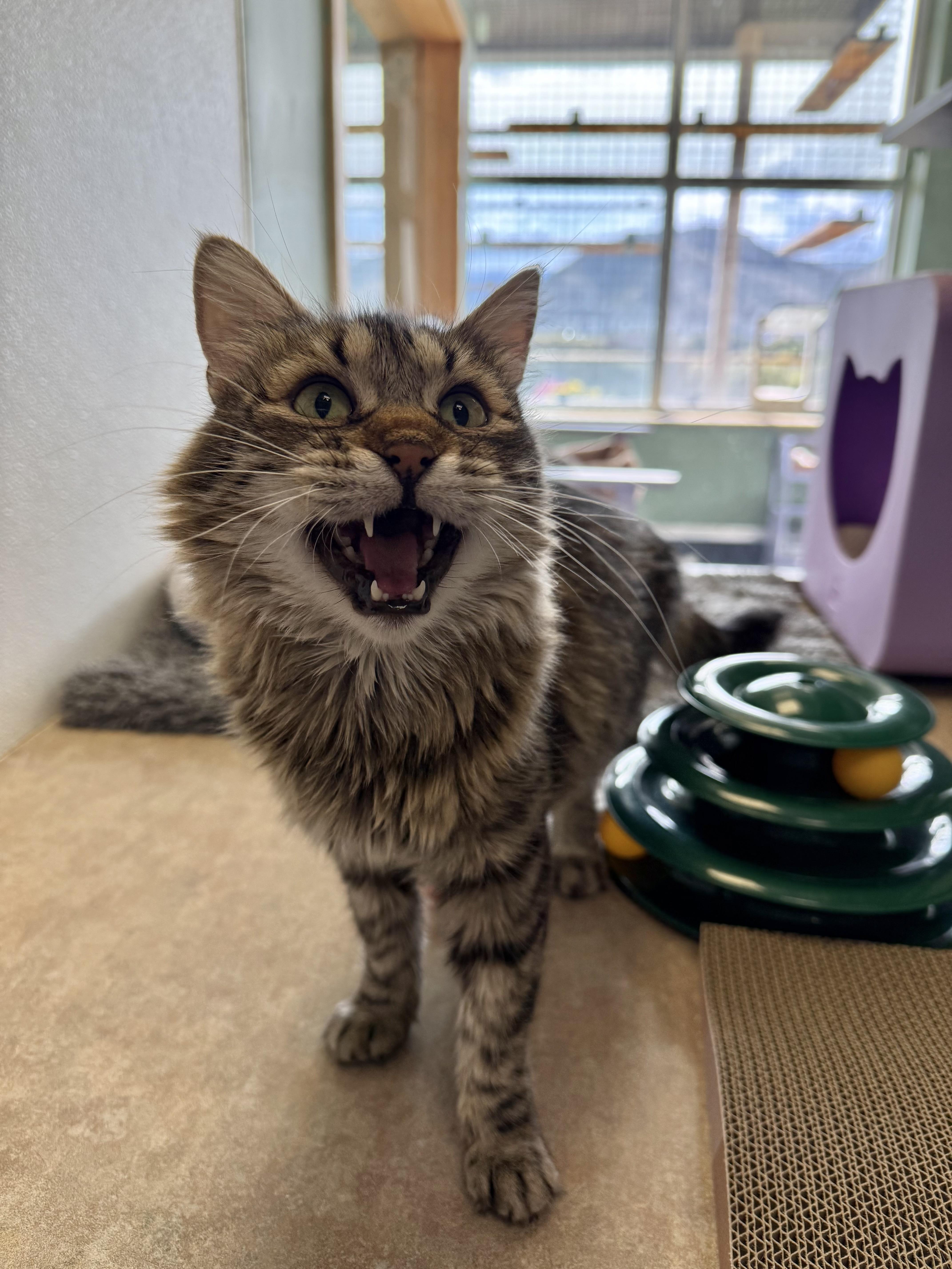 Enlarge Tiger, a Adoptable mixed breed in Eagle, CO image 3/6