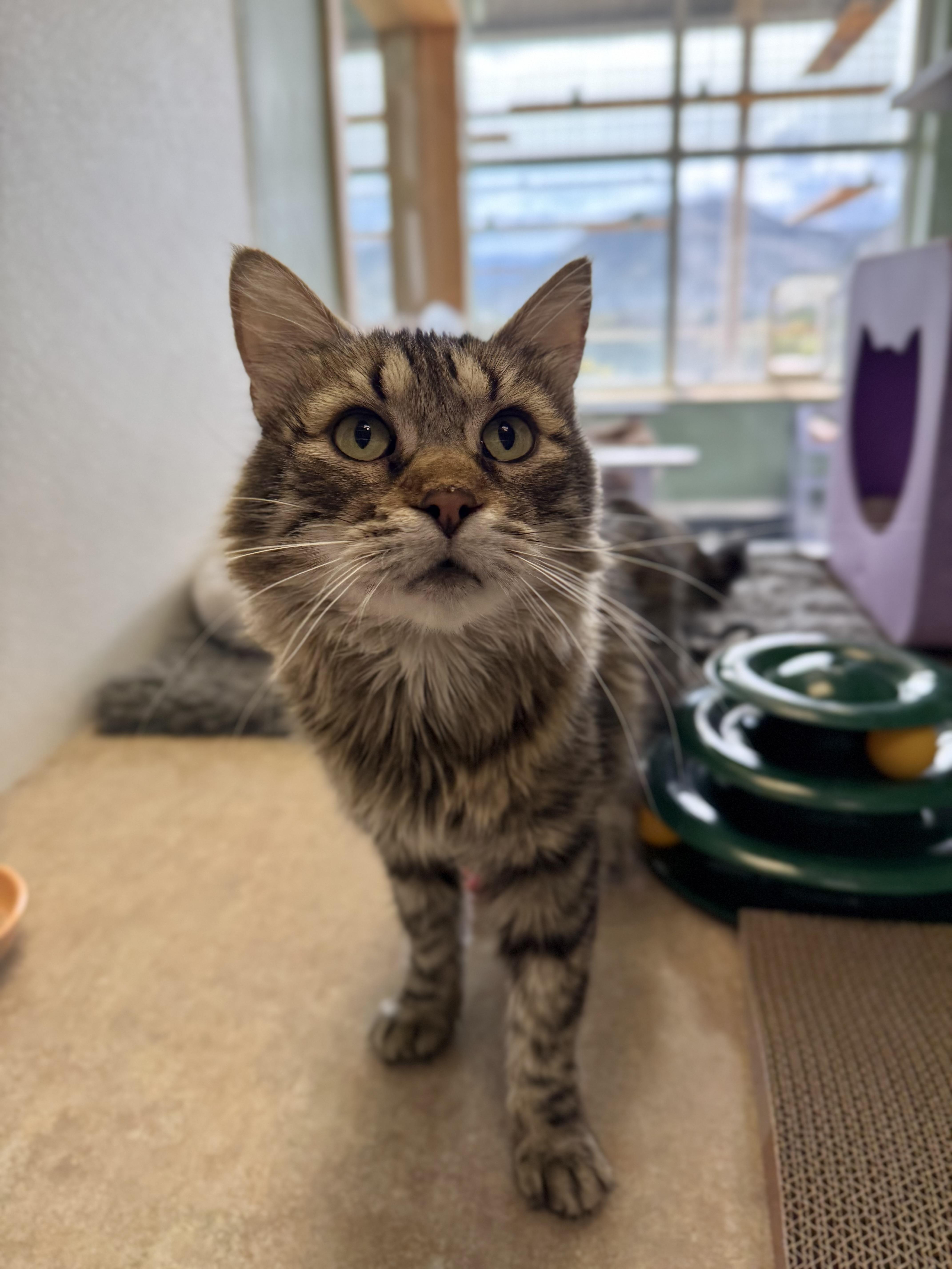 Enlarge Tiger, a Adoptable mixed breed in Eagle, CO image 5/6