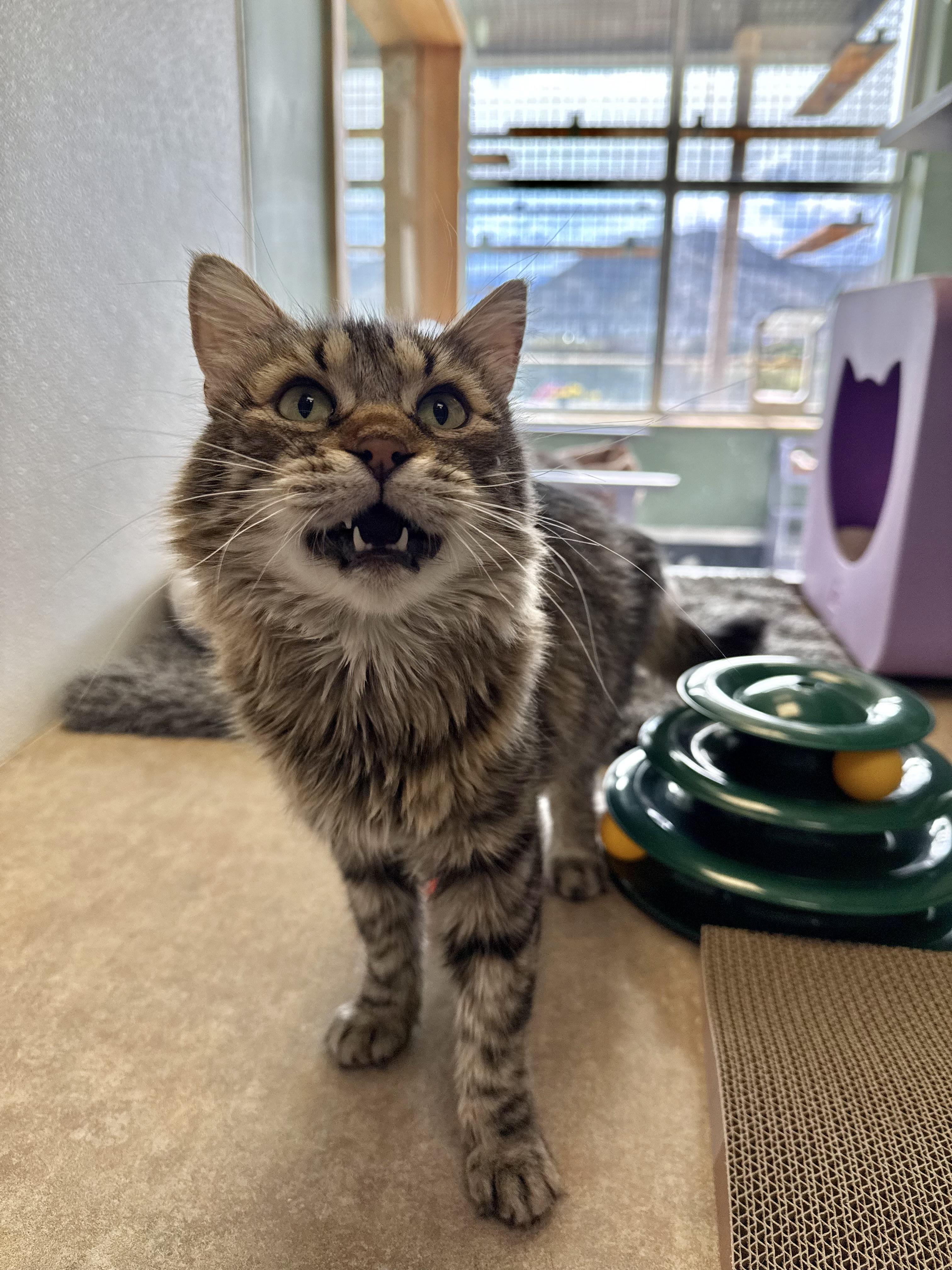 Enlarge Tiger, a Adoptable mixed breed in Eagle, CO image 2/6