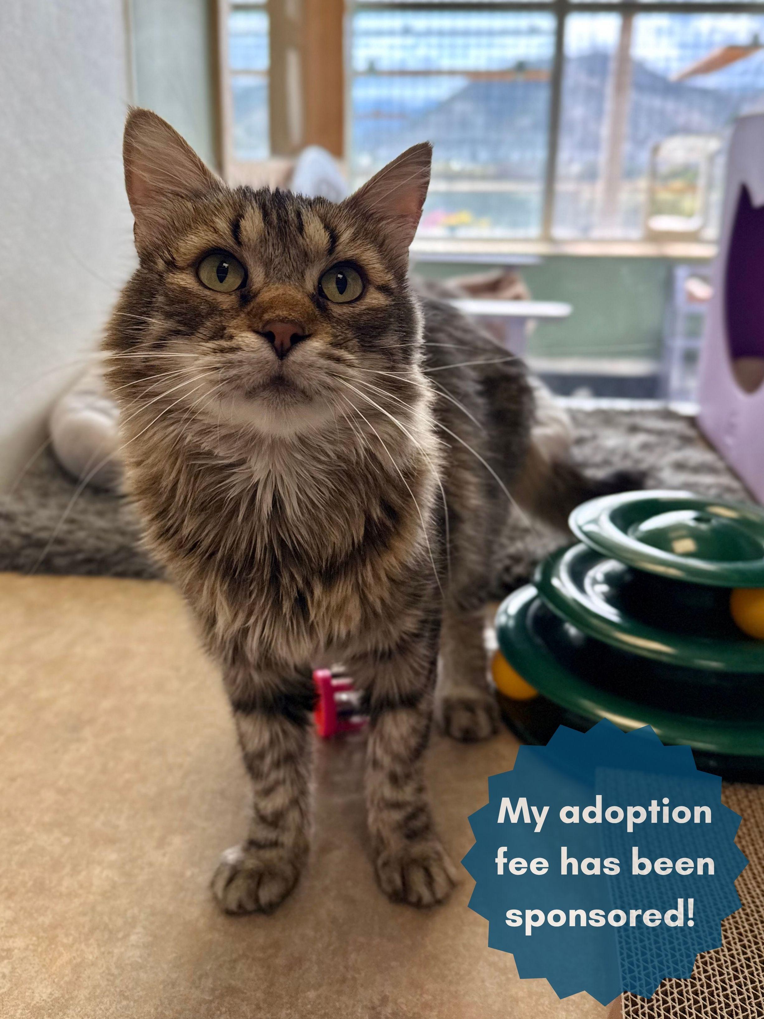 Tiger, Adoptable, Adult Female Domestic Medium Hair & Tabby.
