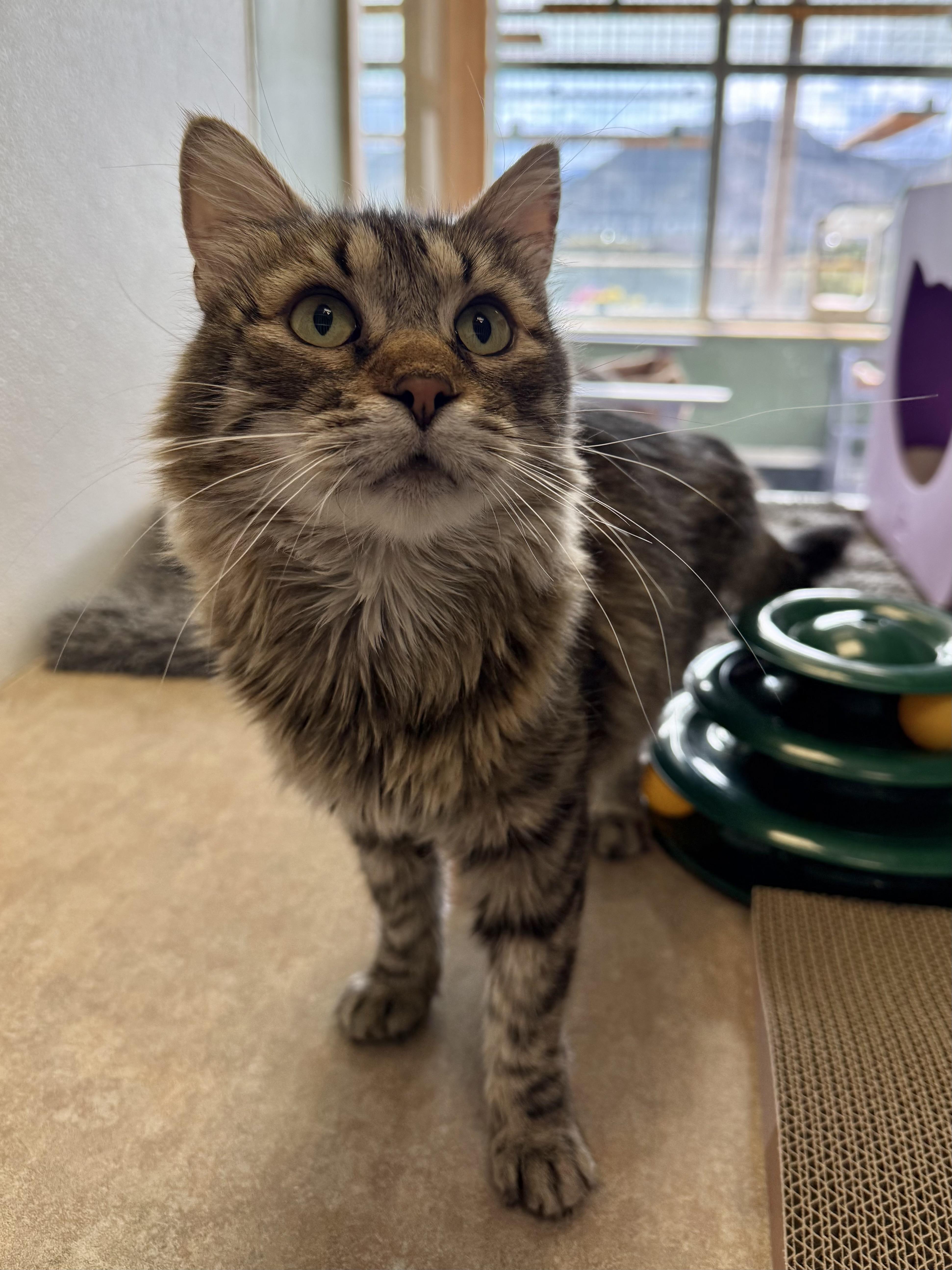 Enlarge Tiger, a Adoptable mixed breed in Eagle, CO image 4/6