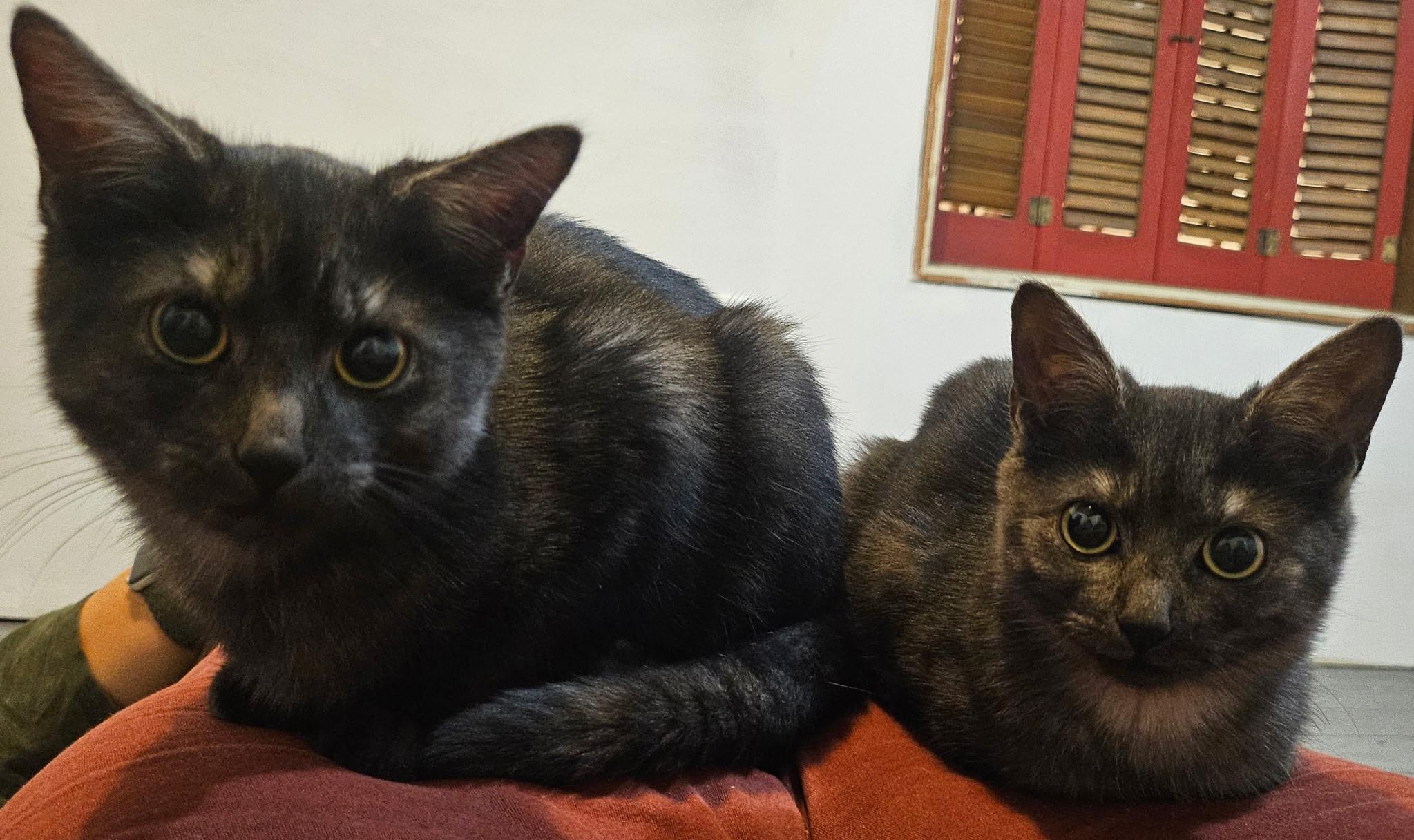 Enlarge Sophie (Howl kittens), an adopted Domestic Short Hair in Bordentown, NJ image 5/6