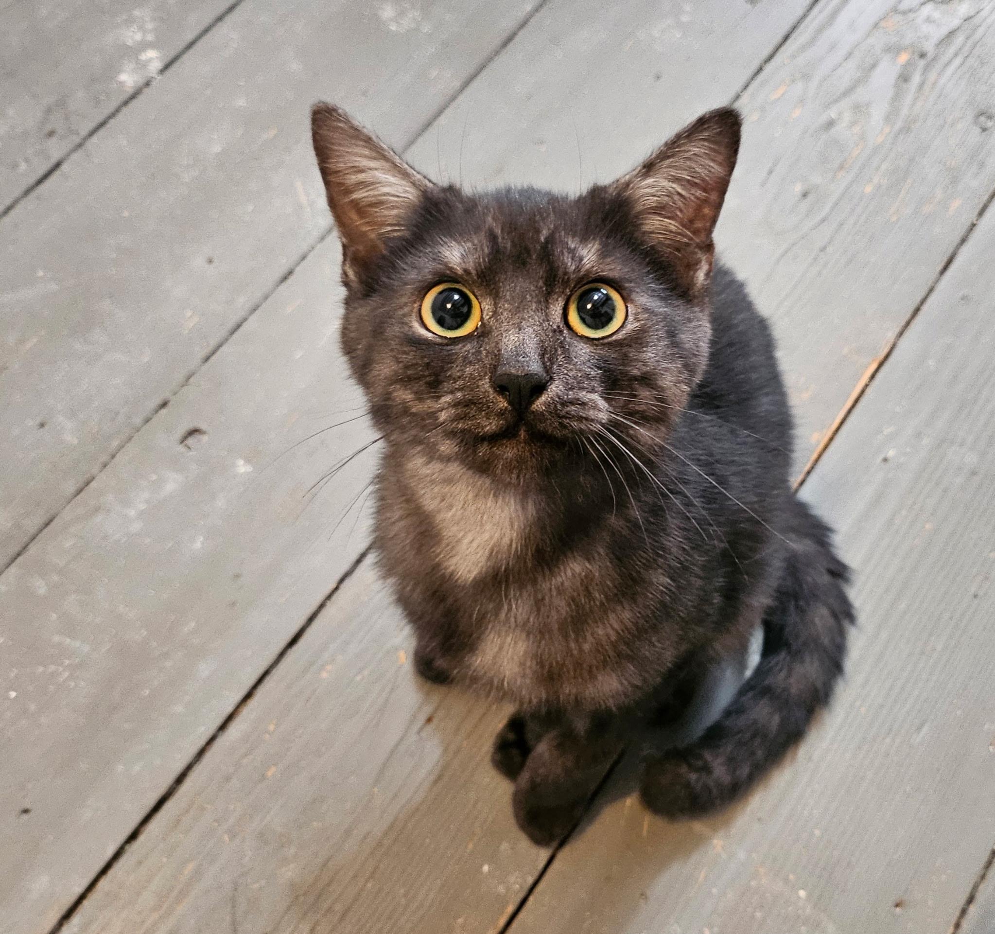 Enlarge Sophie (Howl kittens), an adopted Domestic Short Hair in Bordentown, NJ image 6/6