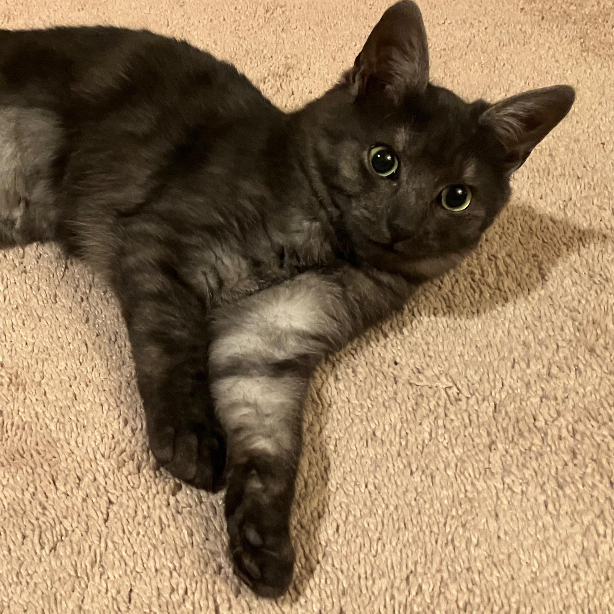 Sophie (Howl kittens), Adoptable, Kitten Female Domestic Short Hair.