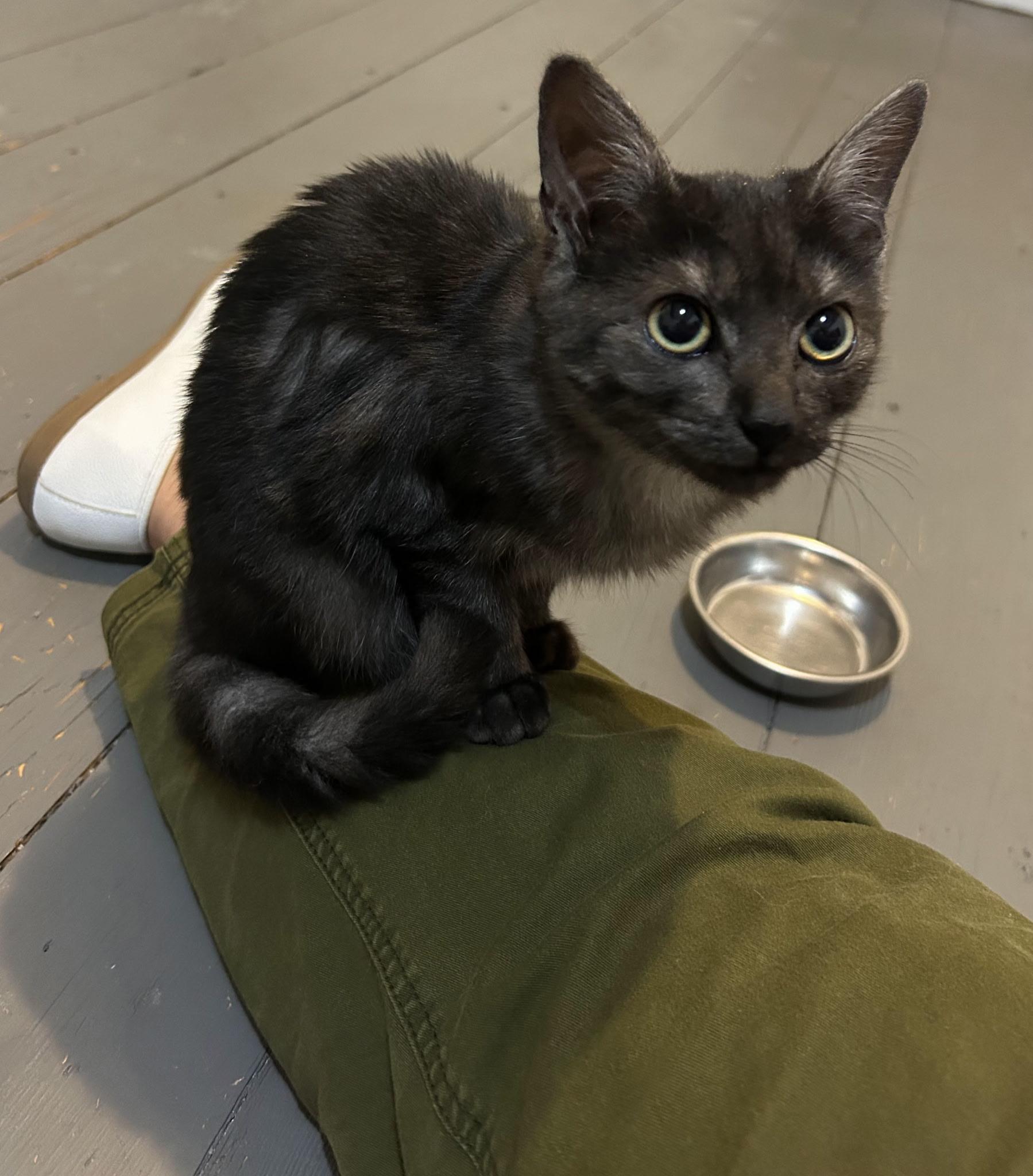 Sophie (Howl kittens), Adoptable, Kitten Female Domestic Short Hair.