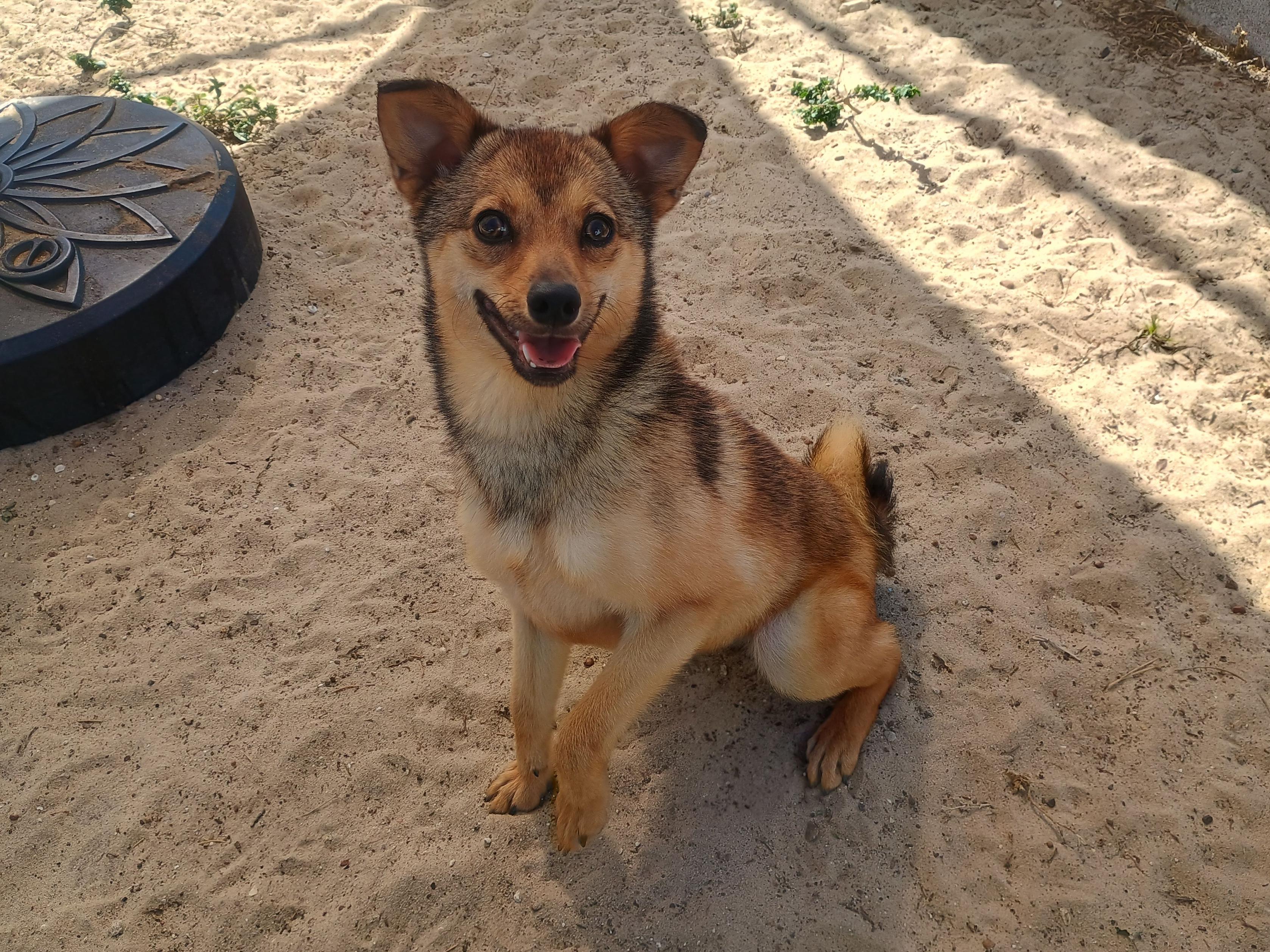 Bambi, adopted, Adult Female Mixed Breed.