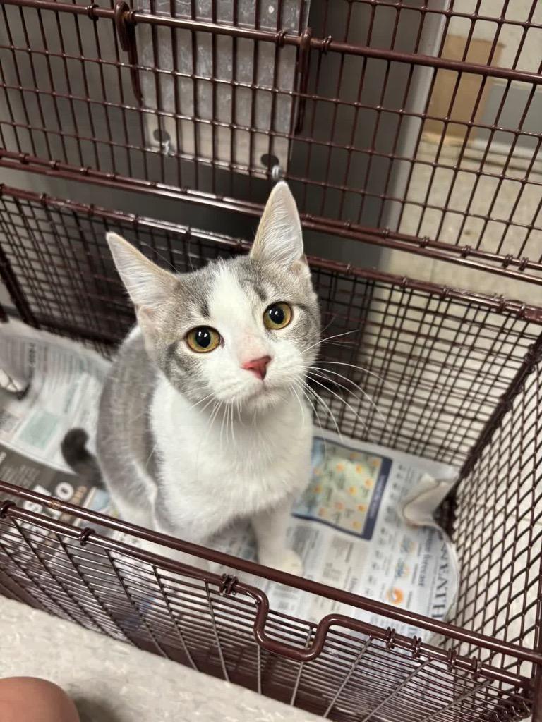 Enlarge 26-1035C, a Adopted Domestic Short Hair in Sorrento, LA image 1/1